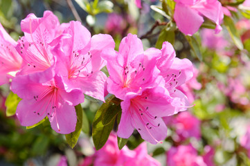 Obraz premium ピンク色のツツジの花