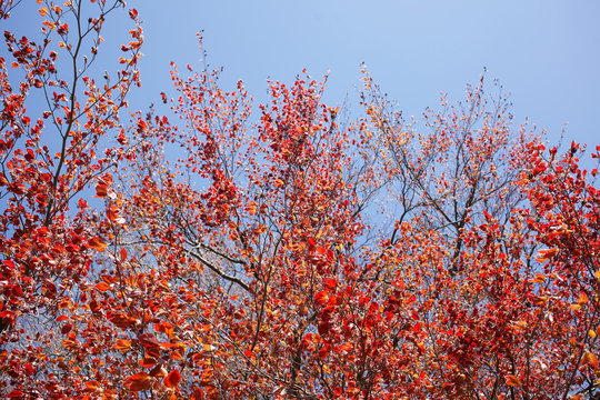 Rotes Laub an an einer Rotbuche im Fr&uuml;hling, Deutschland