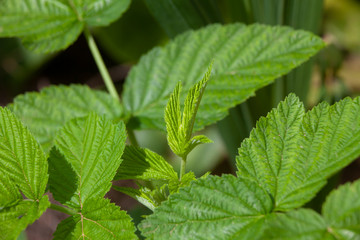 Green Blackberry Leaves in Growth