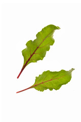 Fototapeta premium beautiful sheet beet leaf, a green sheet with red veins