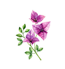 Watercolor bougainvillea flowers. Tree branch with leaves in blossom. Hand painted floral tropical design element. Botanical illustrations isolated on white