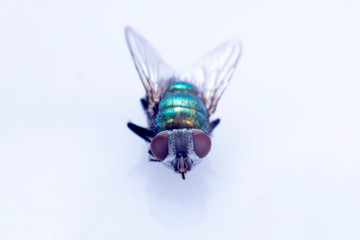 Green fly on white background