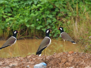 bird in the field