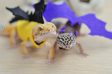Cute gecko eublepharis in dragon costumes walk on a light background