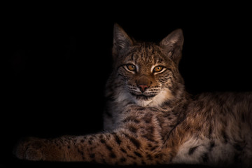 Fototapeta na wymiar beautiful lynx symmetrically lies a beautiful slender beast on a dark background.