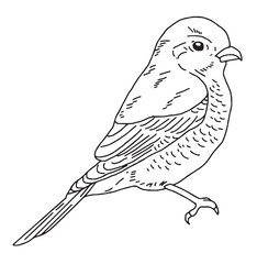 Hand drawn Bird, nature and wildlife drawing, vector illustration