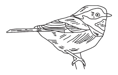 Hand drawn Bird, nature and wildlife drawing, vector illustration