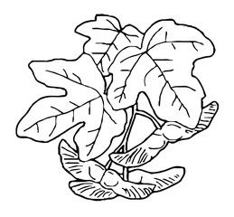 Hand drawn Autumn leaves in black and white, vector  line art illustration