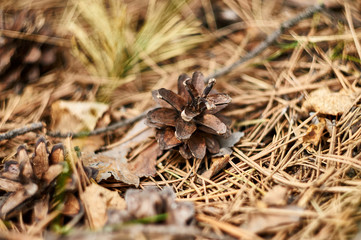 Fir cones on the forest with intentional shallow depth of field