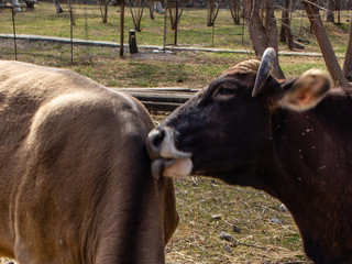 Two cow friendy kiss
