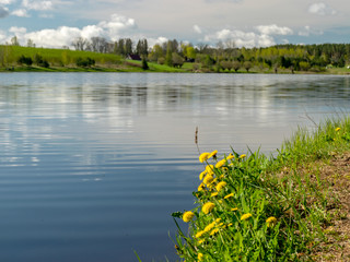 peaceful spring landscape with a clear lake and beautiful reflections of clouds and trees, green grass and the first spring flowers in the foreground