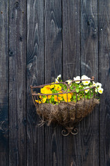 壁掛けの鉢植えとパンジーの花