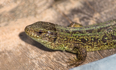 the lizard basks in the bright warm sun in spring
