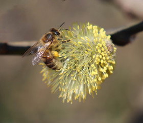 bee on a pussy willow