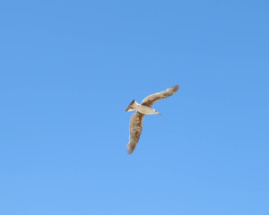 seagull flying in the sky