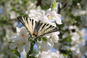 Scarce swallowtail butterfly on white apple flowers on branch on springtime. Iphiclides podalirius butterfly in the garden
