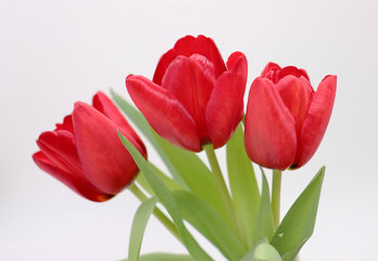 Obraz premium bouquet of red tulips on white background