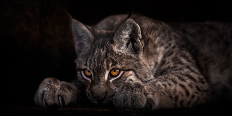 Liggend en kijkend met lichtgevende ogen, lynx op een zwarte achtergrond, het hoofd ligt op zijn poten.