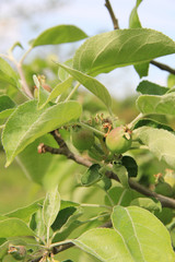 Small green apples growing on branch on tree in the orchard on a sunny day. Malus domestica
