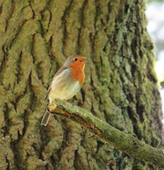 robin sitting on a branch