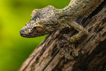Wildlife in Madagascar