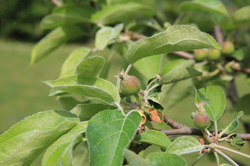 Small green apples growing on branch on tree in the orchard on a sunny day. Malus domestica

