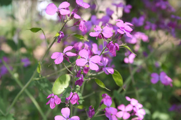 Fototapeta premium Beautiful purple flowers of Lunaria annua plant in bloom in the garden 