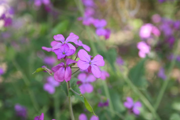 Beautiful purple flowers of Lunaria annua plant in bloom in the garden
