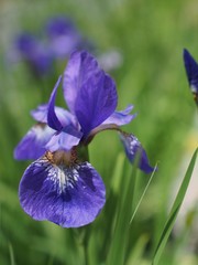 緑道に咲くアヤメ