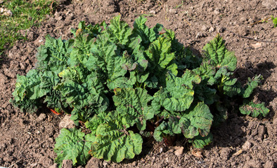 young Beautiful large green rhubarb Bush in Sunny spring weather in the garden