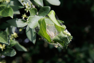 Tree attacked by Cydalima perspectalis caterpillar on springtime. Box tree moth caterpillar on green leaves 
