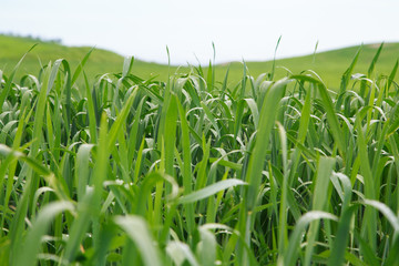 Fototapeta premium Lush green grass. Spring background. Drops of dew on the leaves. Copy space. Fresh bright texture.