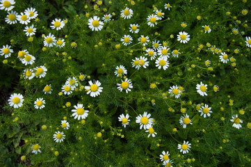 Top view of a thick bush of chamomile pharmacy with white flowers and delicate green leaves. Early spring in the garden. Medicinal plants in nature. Floral background. Close-up. Selective focus