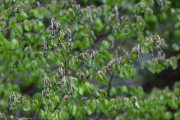 Beech leaves after spring frosting. Dried frozen tree leaves in spring after cold nights. Loss of harvest due to cold weather. Beech leaves are damaged by frost in the spring.
