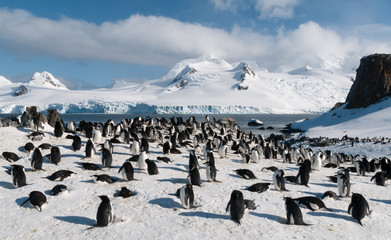 Nesting Chinstrap Penguin colony, Halfmoon Island, Antarctica