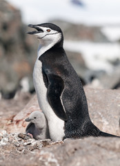 Fototapeta premium Nesting Chinstrap Penguin with chick, Antarctic Peninsula