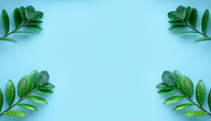 Blue background with branches of green leaves and cotton flowers. A place for text. View from above.
