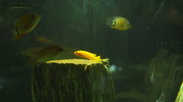 exotic bright yellow and dark cichlid fish swims in clean aquarium water near artificial wooden stump close view