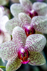 Purple and white spoted orchids isolated on the black background, Wellington botanic garden, New Zealand