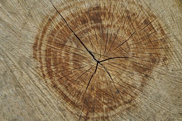 cross section of tree trunk