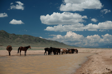 Wild horses near the road in canyon charyn