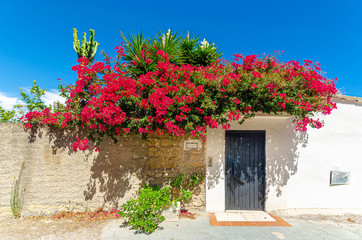 Gaeta, Italy. Front door of a house along the path to Mount Orlando. Huge bougainvillea bloom.