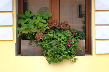 Pots with bushes of blooming plants. Landscape design in city. Residential design concept.