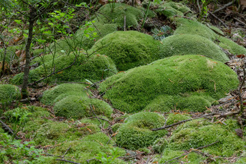 green moss Leucobryum glaucum in the natural ecosystem. Leucobryum glaucum, commonly known as leucobryum moss or pin cushion moss, is a species of haplolepideous mosses of the family Leucobryaceae.
