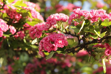 Pinke Blume in der Morgensonne