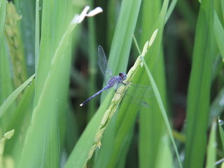 The sun rises from the horizon that time to start coming out