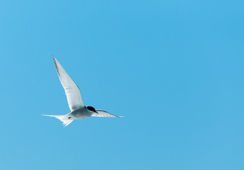 Adult Antarctic Tern in breeding plumage in flight, Antarctic Peninsula