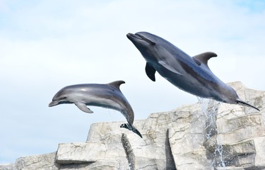 beautiful gray dolphins in the pool