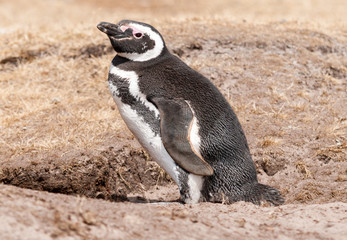 Adult Magellanic Penguin standing at nest burrow, Saunders Island, Falkland Islands
