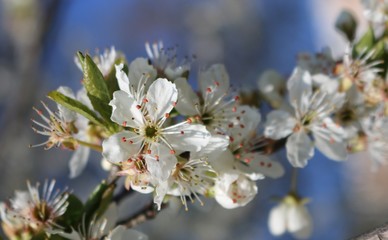 White cherry flowers close-up on a twig against a clear blue sky on a Sunny day.